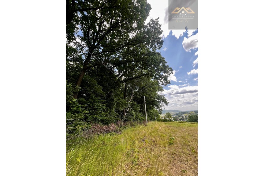 tarnowski, Wojnicz, Olszyny, Las mieszany z widokiem na g&oacute;ry