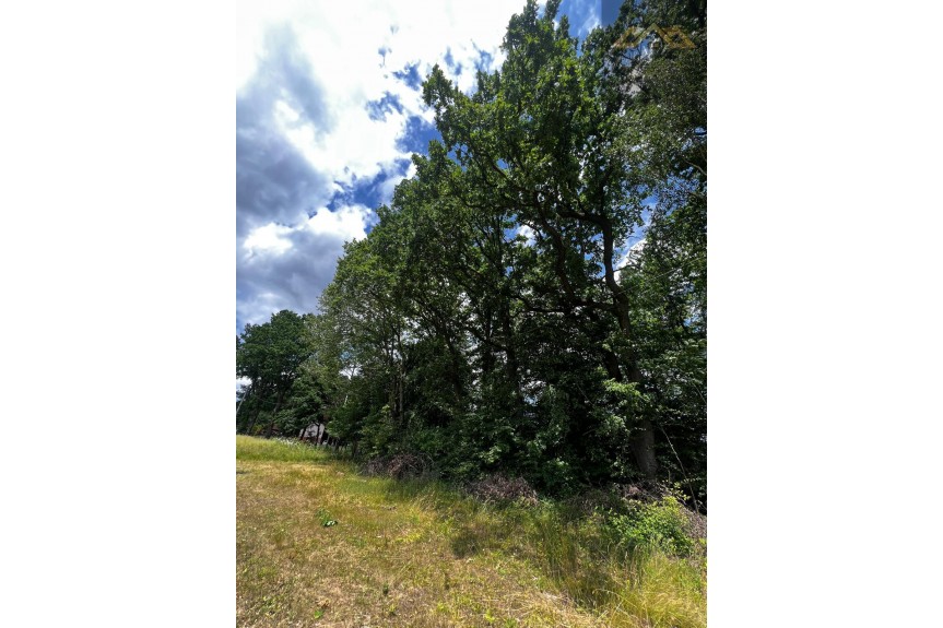 tarnowski, Wojnicz, Olszyny, Las mieszany z widokiem na g&oacute;ry