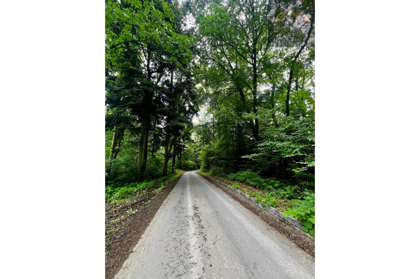 tarnowski, Wojnicz, Olszyny, Las mieszany z widokiem na g&oacute;ry