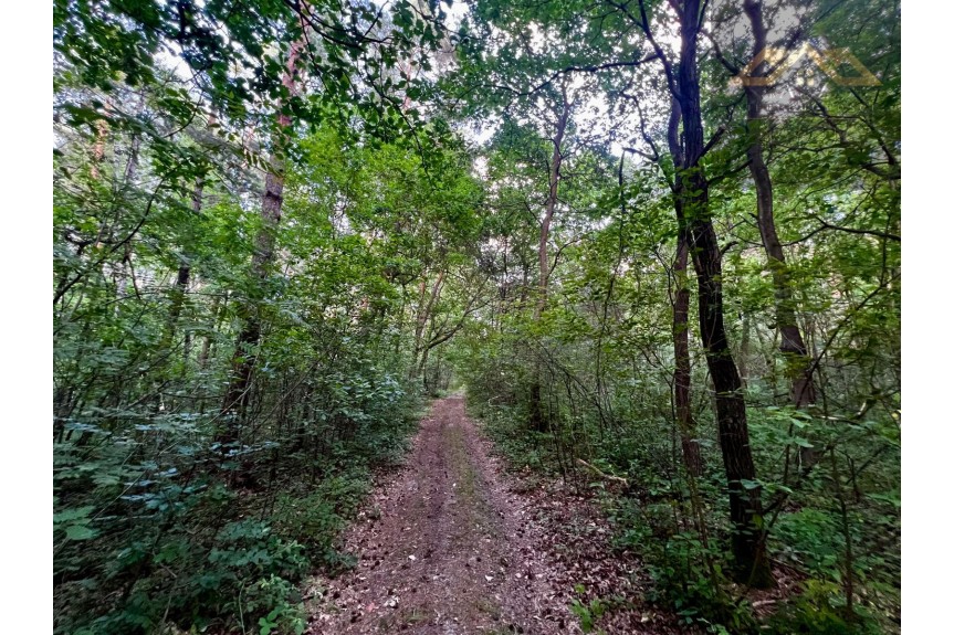 małopolskie, brzeski, Dębno, Perła, Stary las mieszany