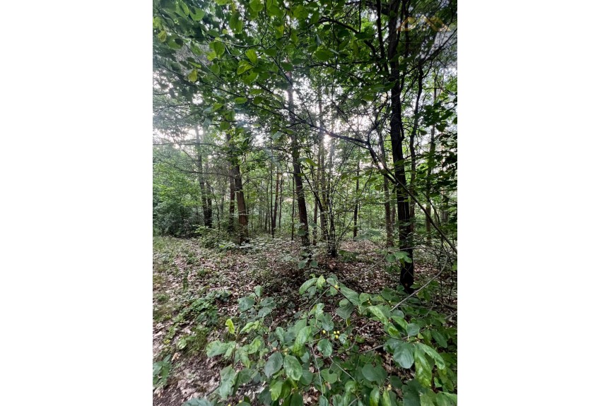 brzeski, Dębno, Perła, Stary las mieszany