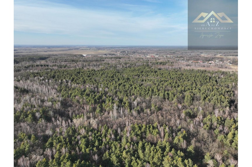 brzeski, Dębno, Perła, Stary las mieszany