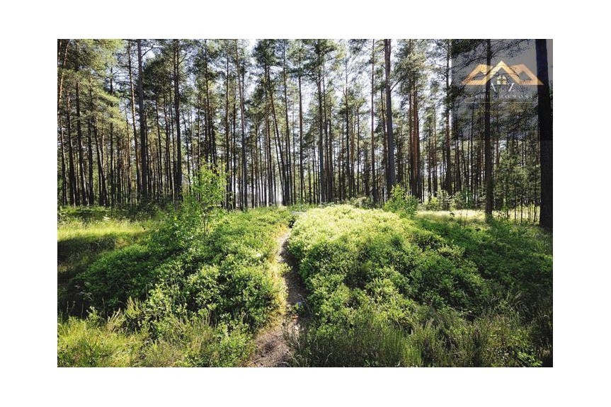 małopolskie, tarnowski, Ryglice, Joniny, 2 ha lasu w jednym kawałku z dobrym dojazdem