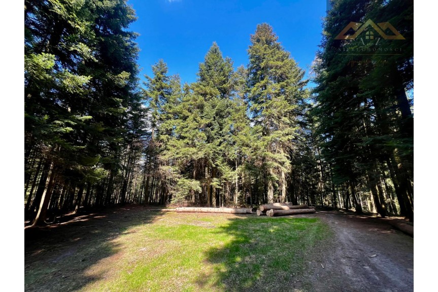 małopolskie, tarnowski, Szerzyny, Czermna, Tw&oacute;j własny las iglasty